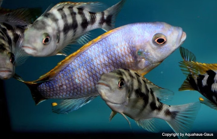 'chitimba' Petrotilapia sp. 'chitimba'